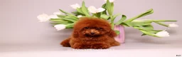 Toy Poodle dogs for sale: Darling  - Ad 4
