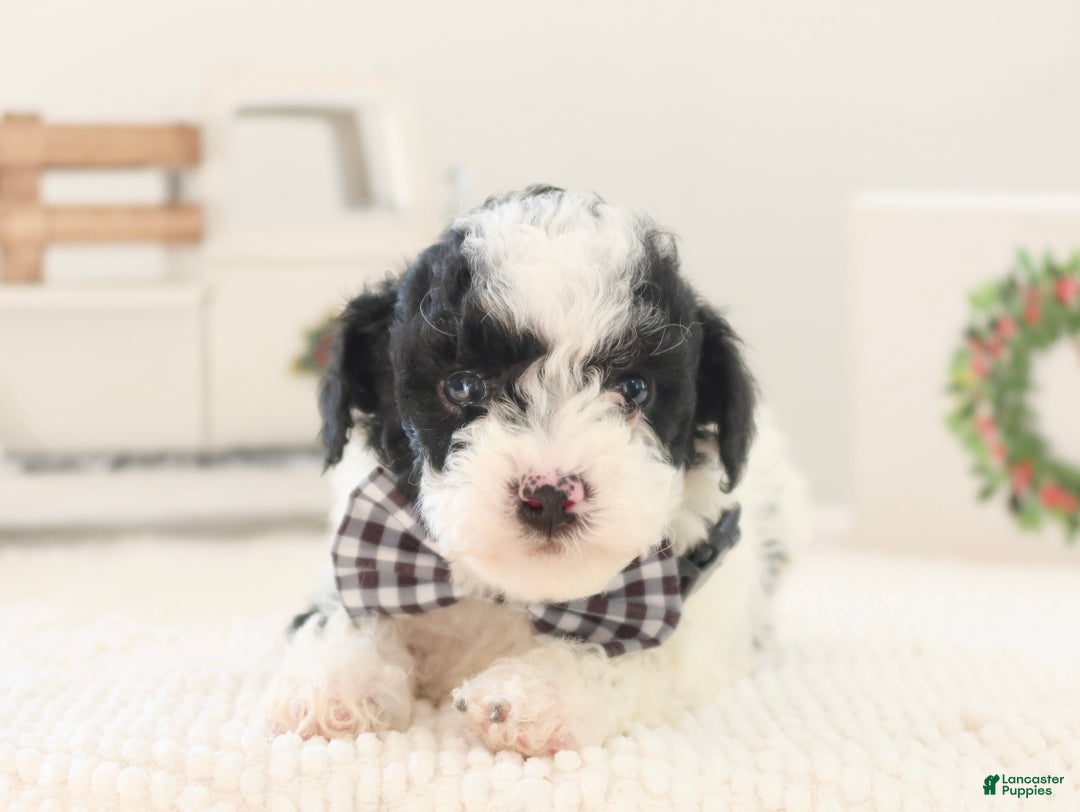 Toy Poodle dogs for sale: Comet - Ad 4