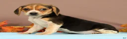 Beagle dogs for sale: Daisy - Ad 4