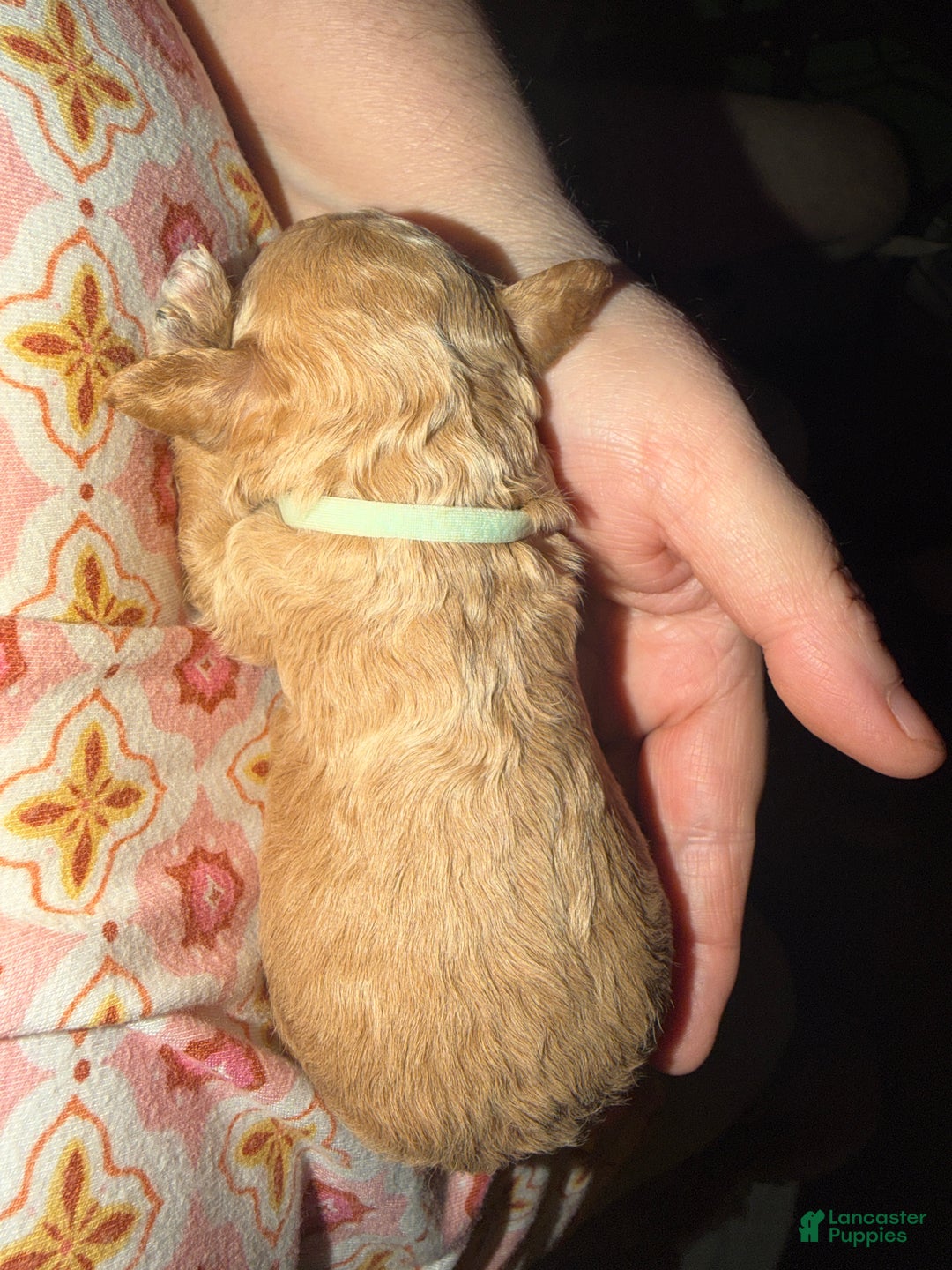 Miniature Poodle dogs for sale: AKC Miniature Poodle Puppy Light Green - Ad 3