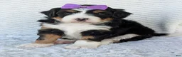 Mini Bernedoodle dogs for sale: Mini Bobbin  - Ad 10
