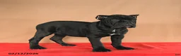 Cane Corso dogs for sale: Marigold - Ad 5