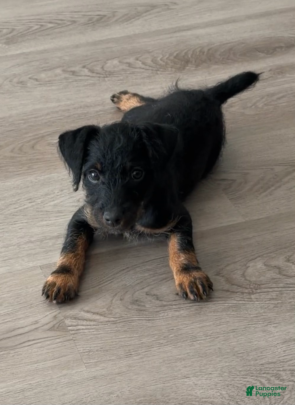 Jack Russell Terrier dogs Jagdterrier puppy - Ad 2