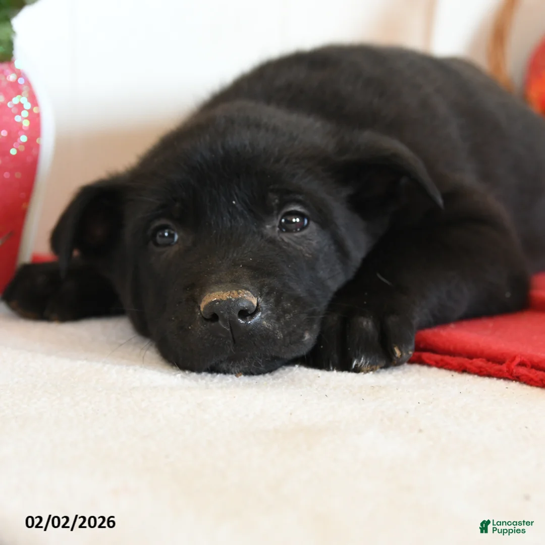 Belgian Malinois dogs for sale: Raze - Ad 5