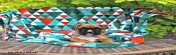 Boxer dogs for sale: Lincoln - Ad 4