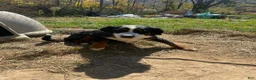 Bernese Mountain Dog dogs for sale: Bernese Mountain Dog m2 - Ad 3