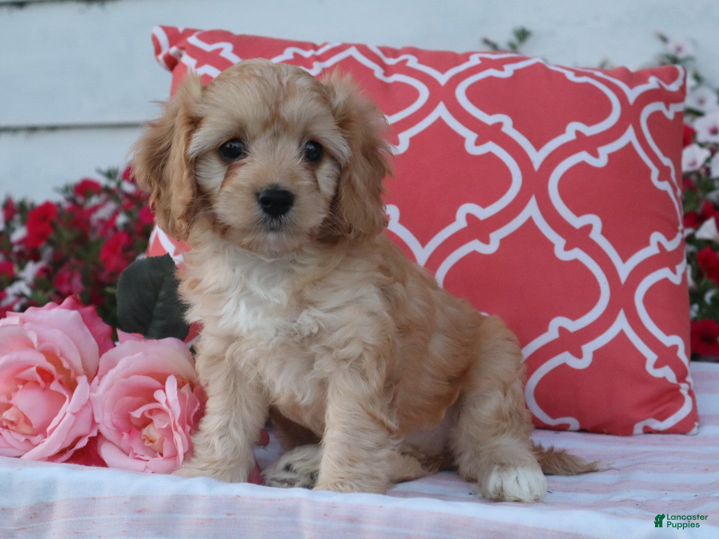 Cavapoo dogs Hadley - Ad 1