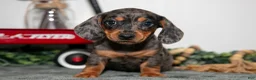 Miniature Dachshund dogs for sale: Titi - Ad 3