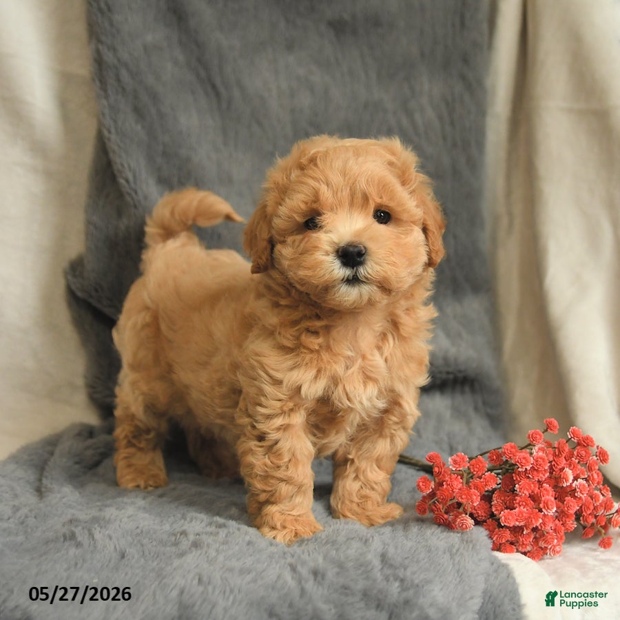 Maltipoo dogs Wesley - Ad 1