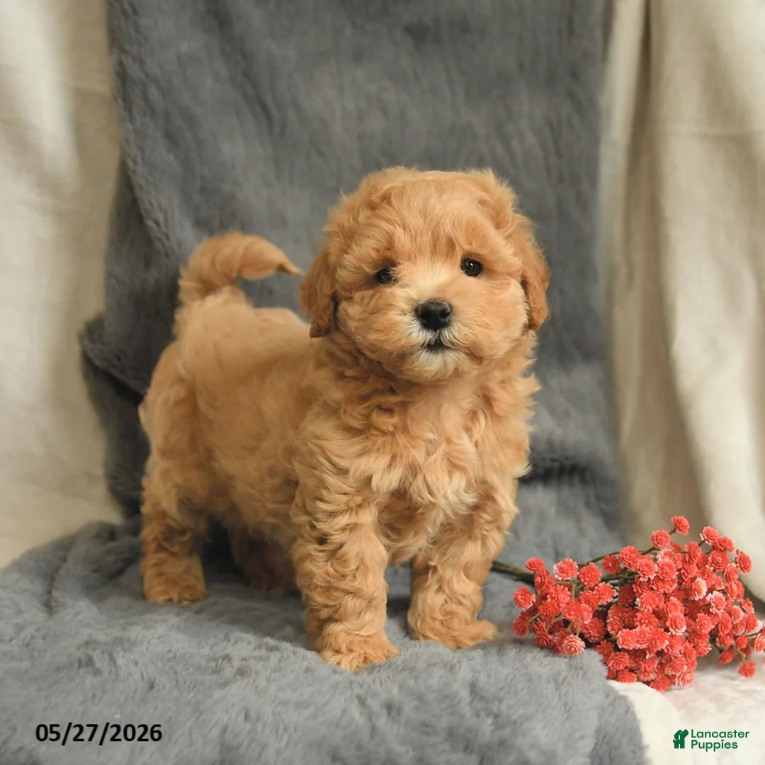 Maltipoo dogs for sale: Wesley - Ad 1