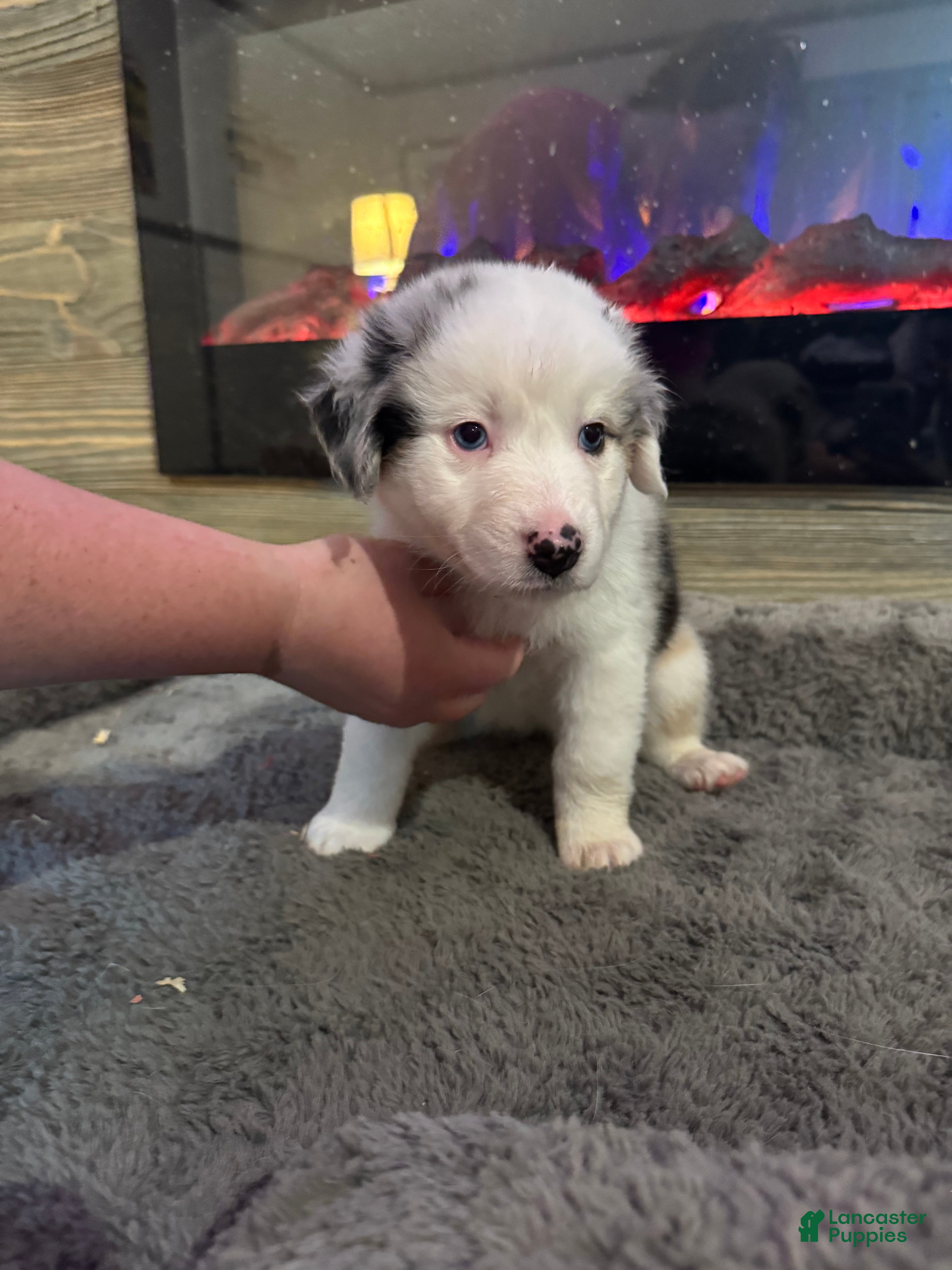 Australian Shepherd dogs Lulu - Ad 2
