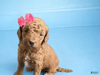 Mini Goldendoodle dogs for sale: Poppy - Ad 3