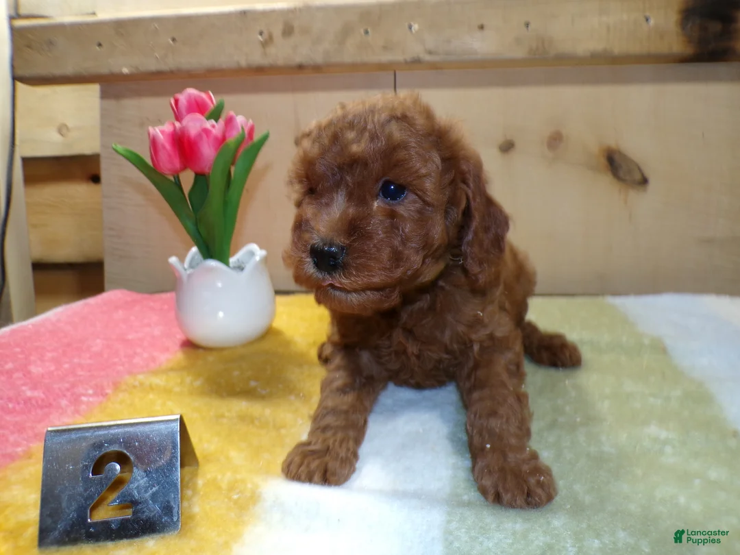 Mini Goldendoodle dogs for sale: Mini Goldendoodle Puppy 2 Polly - Ad 4