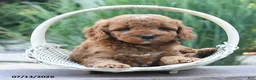 Cockapoo dogs for sale: Jasper - Ad 4