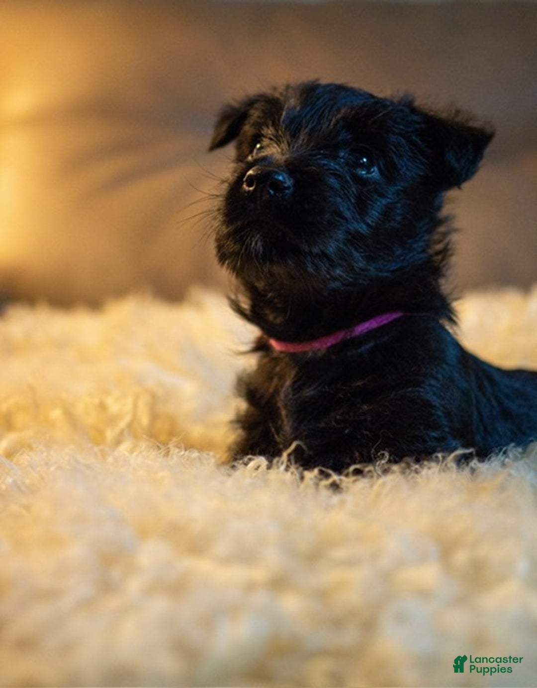 Scottish Terrier dogs for sale: Scottish Terrier Puppy 2 - Ad 3