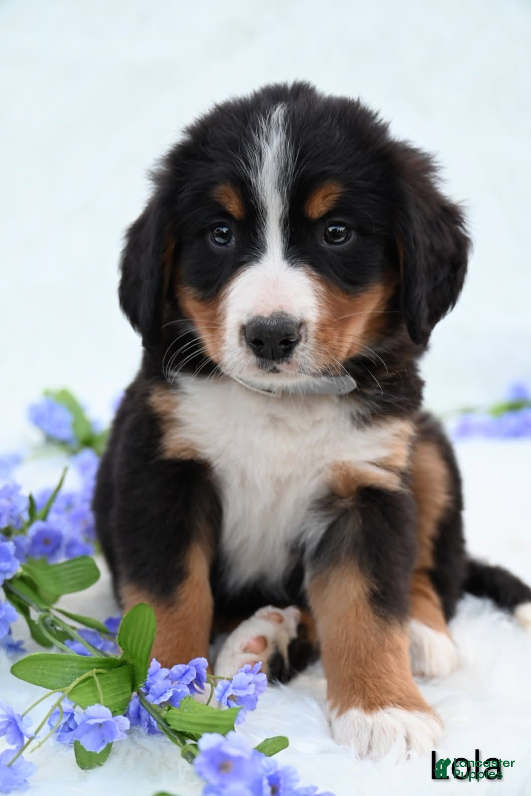 Bernese Mountain Dog dogs Lola - Ad 2