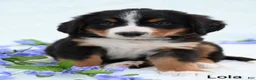 Bernese Mountain Dog dogs for sale: Lola - Ad 2