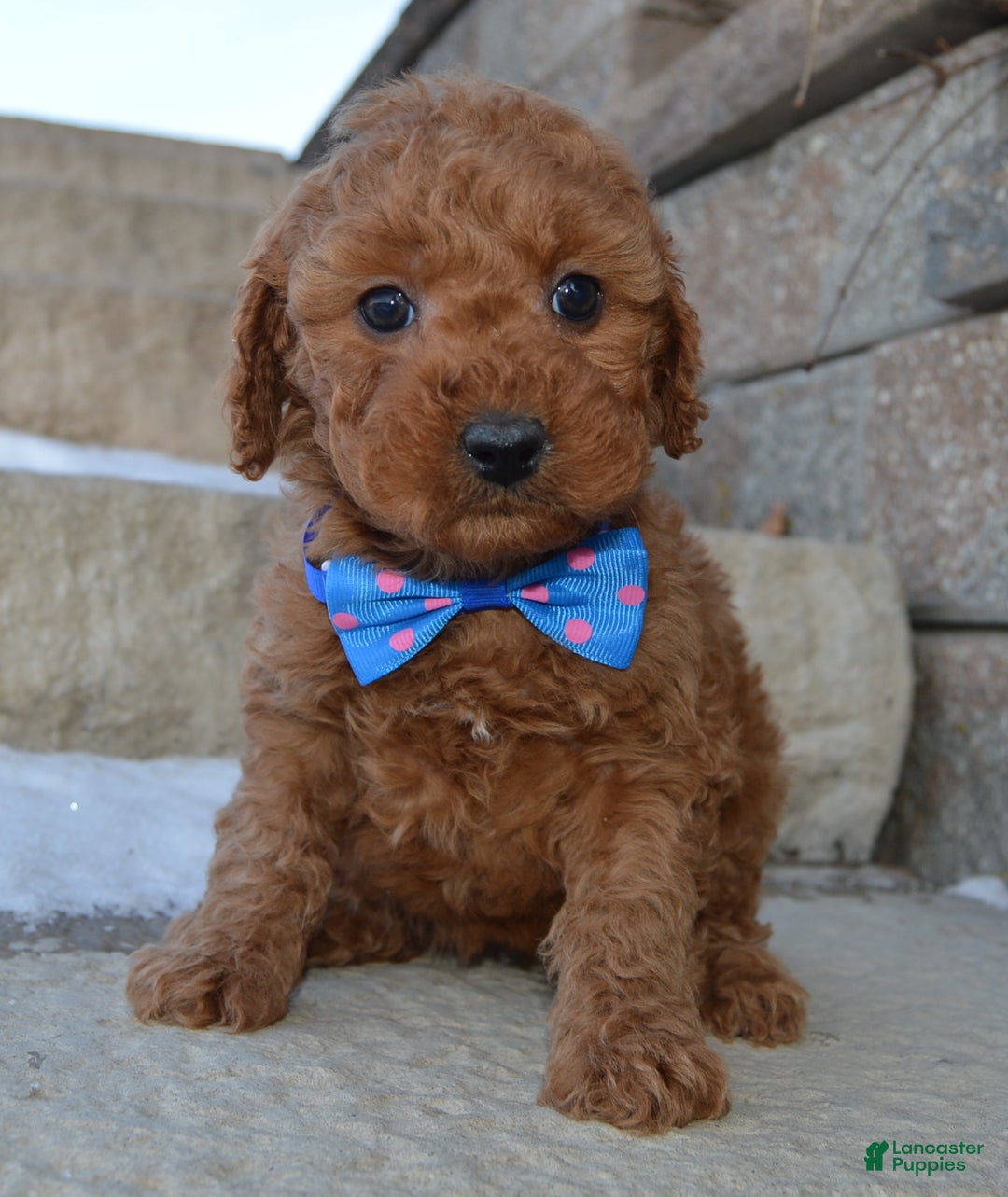 Cockapoo dogs for sale: Callie - Ad 1