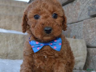 Cockapoo dogs Callie - Ad 35