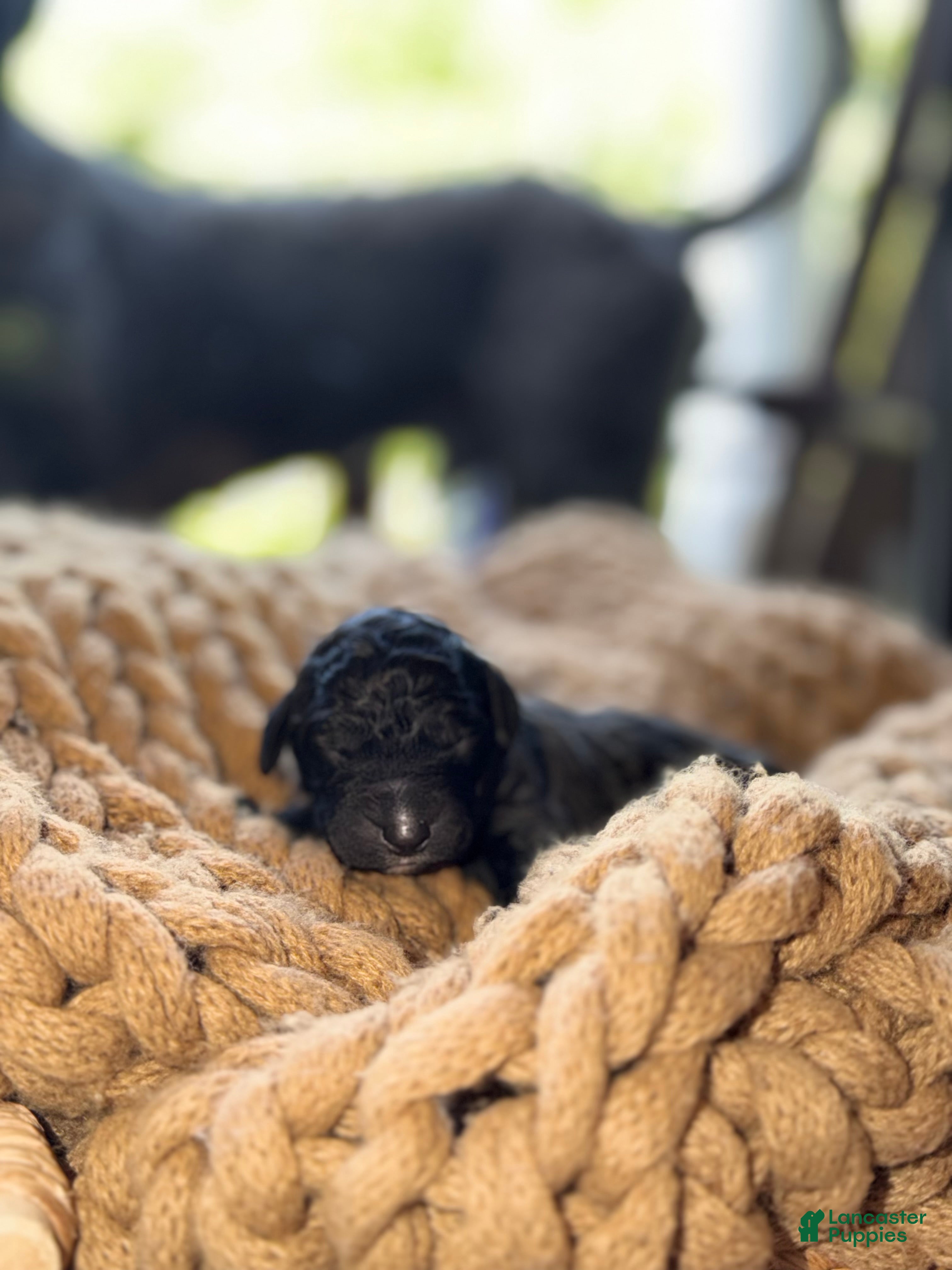 Bernedoodle dogs Nash - Ad 11