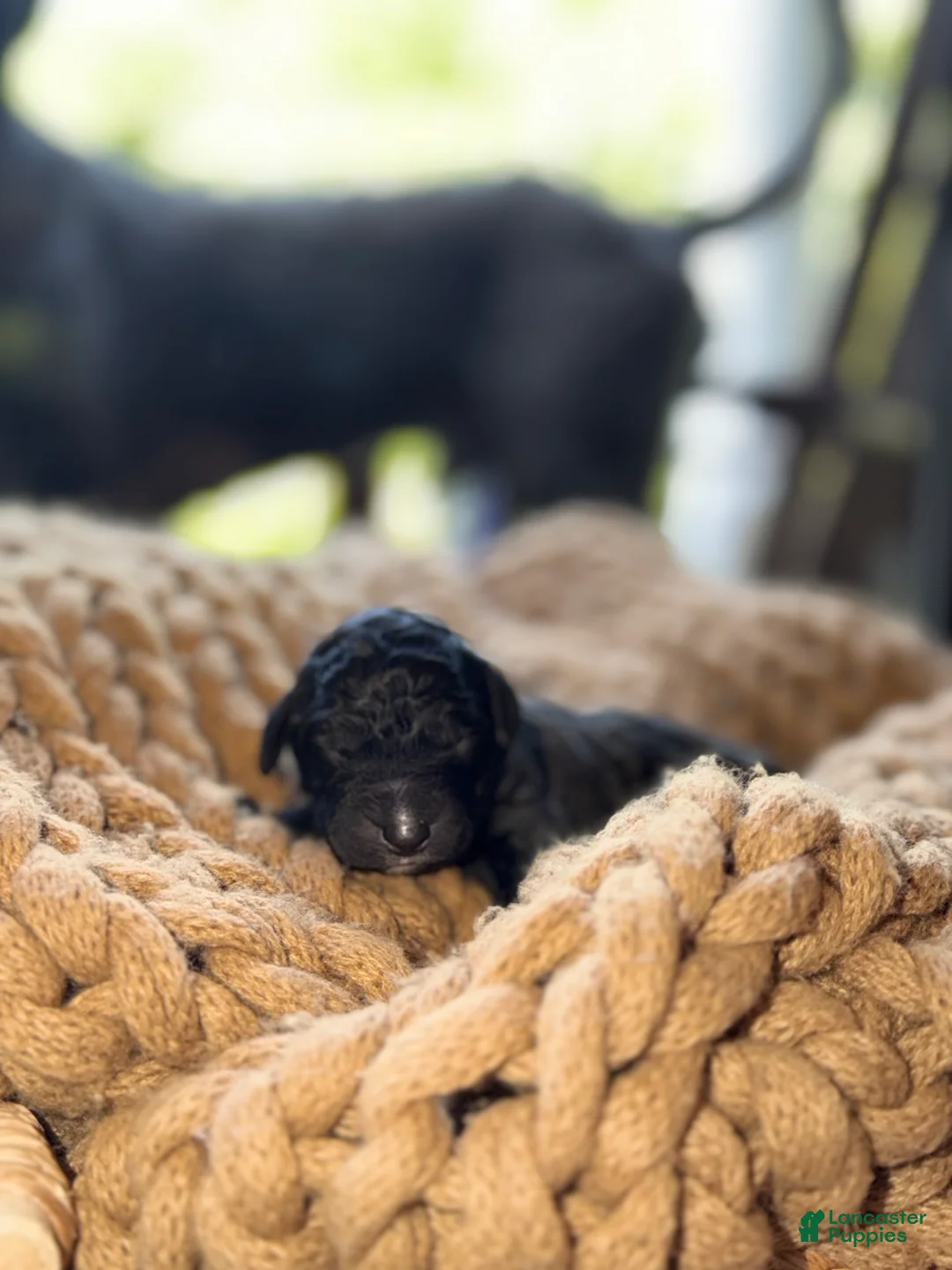 Bernedoodle dogs for sale: Nash - Ad 1