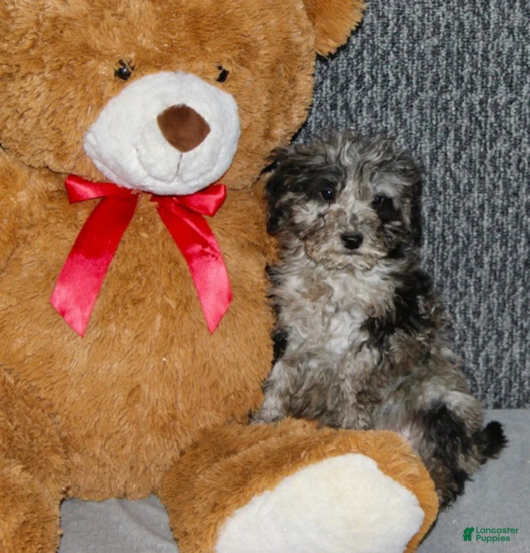 Mixed Breed dogs for sale: Tater - Ad 5