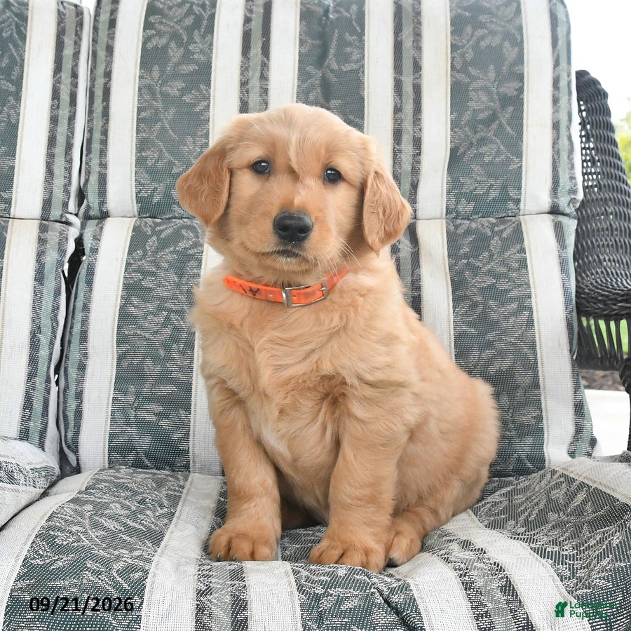 Golden Retriever dogs Ava  - Ad 2