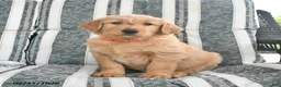 Golden Retriever dogs for sale: Ava  - Ad 2