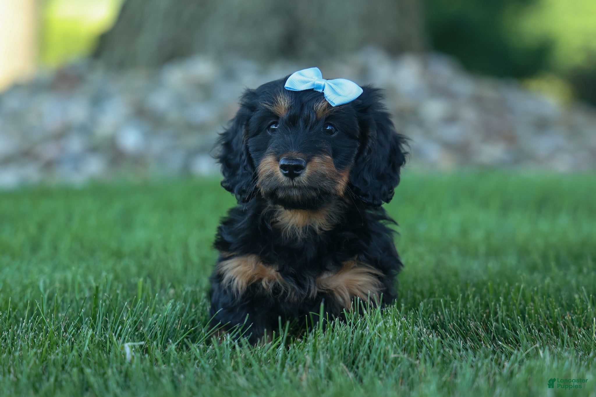 Miniature Dachshund dogs for sale: Harley  🦴🐶 - Ad 2