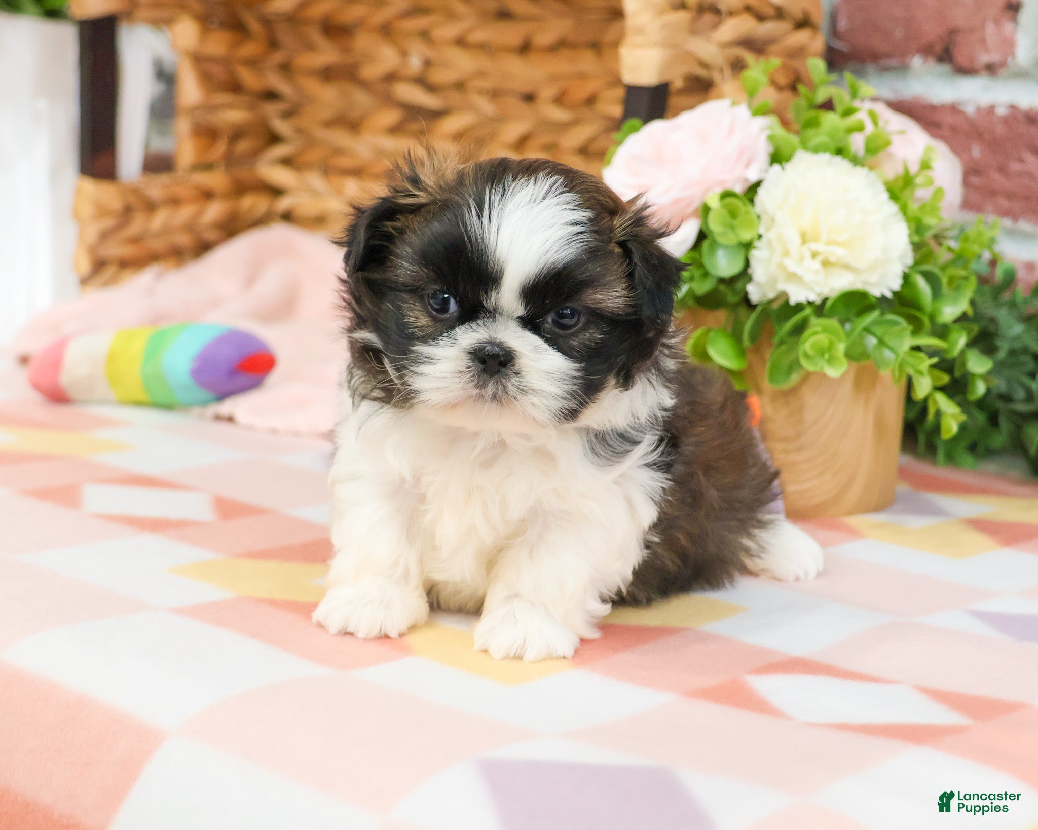 Shih Tzu dogs Aspen  - Ad 35