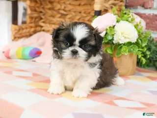 Shih Tzu dogs Aspen - Ad 35