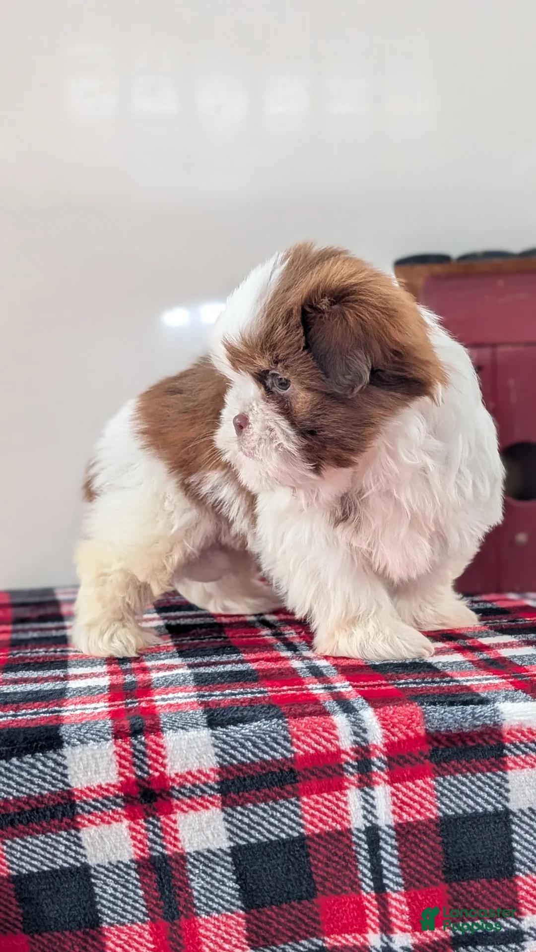 Shih Tzu dogs for sale: Cooper - Ad 6