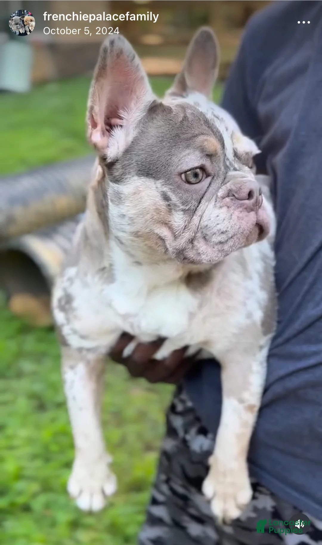 French Bulldog dogs for sale: Kali  - Ad 2