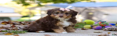 Daisy