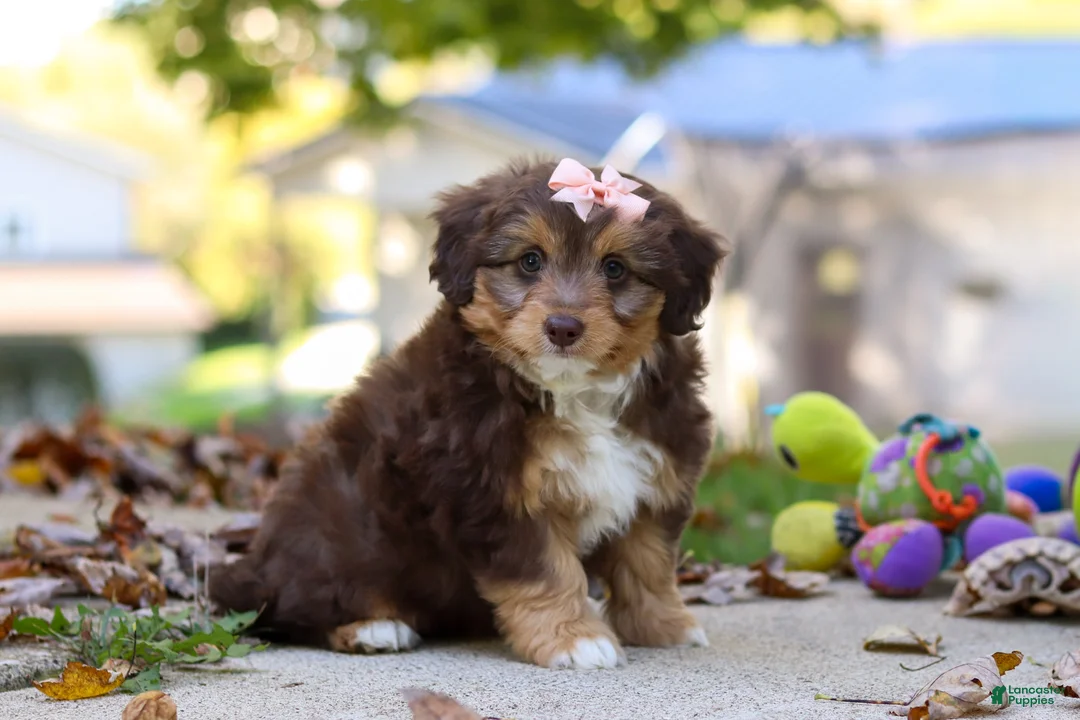 Mini Aussiedoodle dogs for sale: Daisy - Ad 1