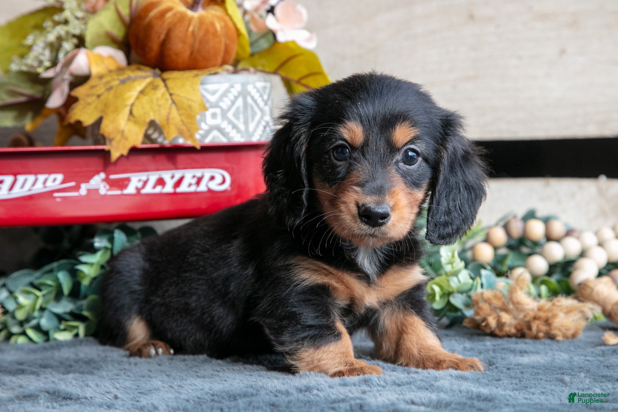 Miniature Dachshund dogs Bella - Ad 1