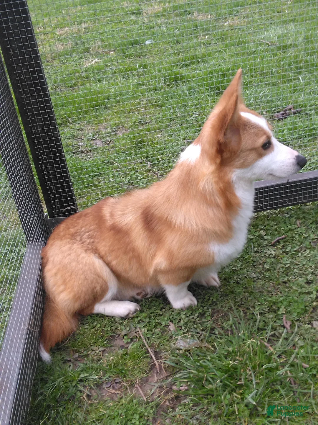 Welsh Corgi Pembroke dogs for sale: Willow - Ad 3
