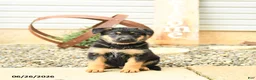 German Shepherd dogs for sale: Ludwig - Ad 5