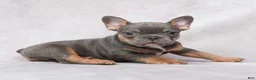 French Bulldog dogs for sale: Skylar - Ad 10