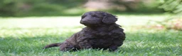 Portuguese Water Dog dogs for sale: Magnolia - Ad 15