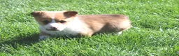 Welsh Corgi Pembroke dogs for sale: Denver - Ad 10