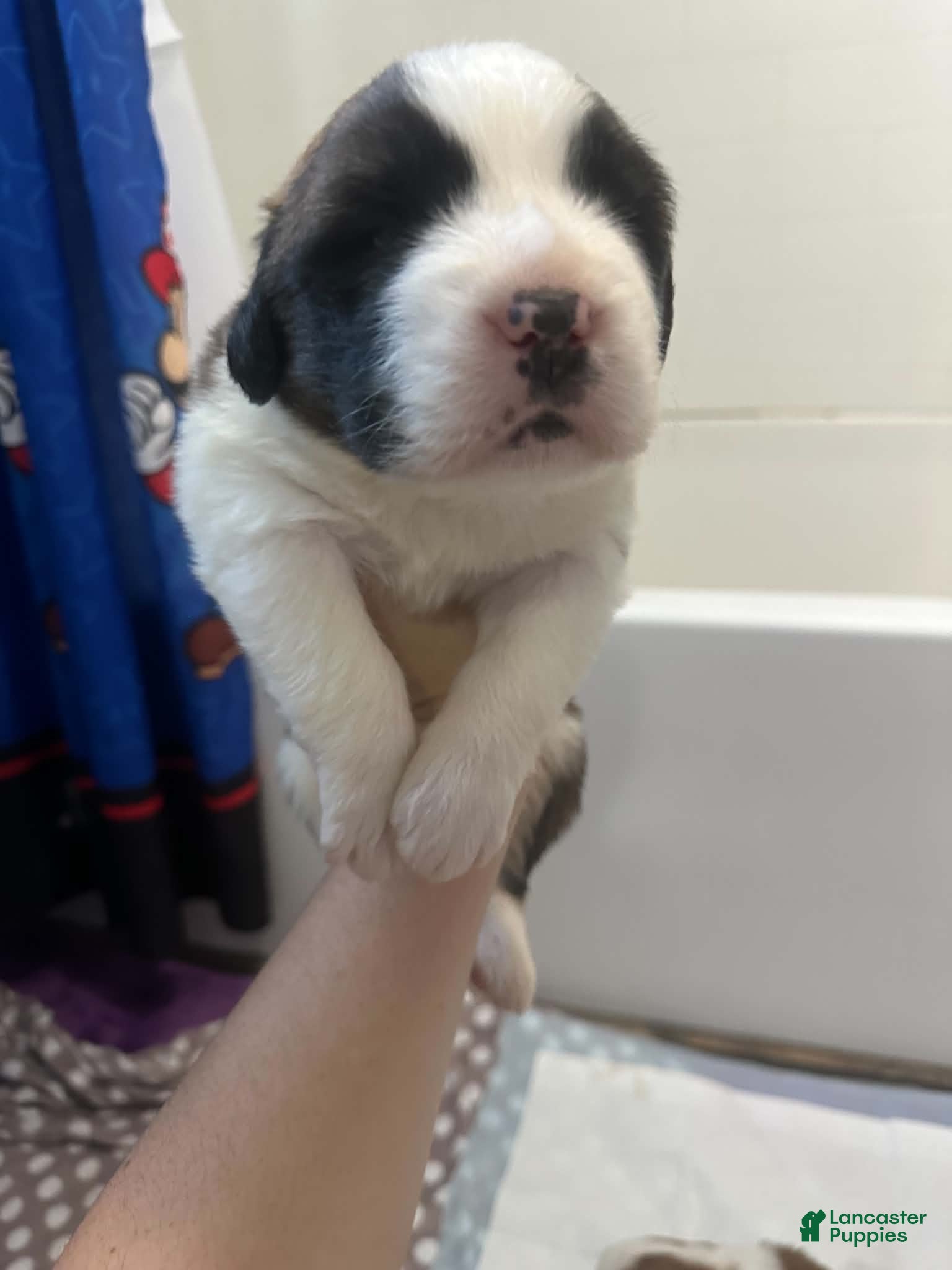 Saint Bernard dogs Dotty  - Ad 41