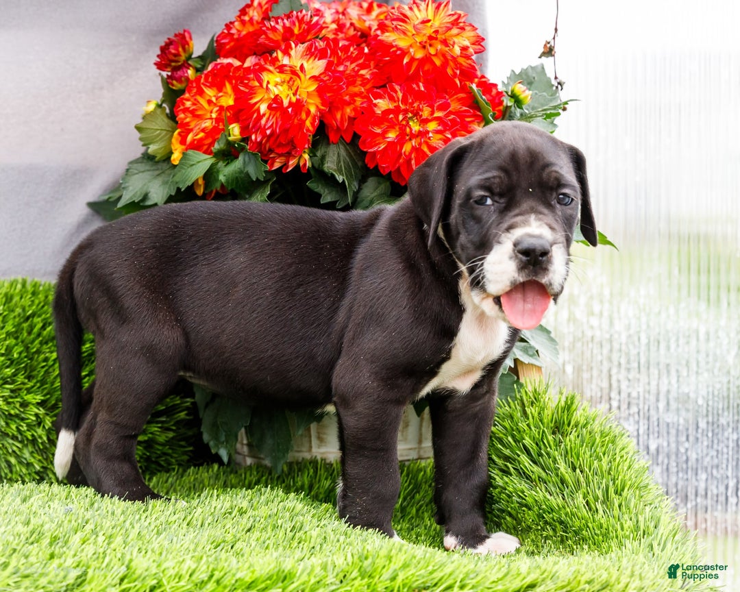 Great Dane dogs for sale: Kathy - Ad 6