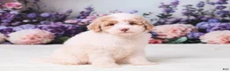 Mini Goldendoodle dogs for sale: Calvin - Ad 4