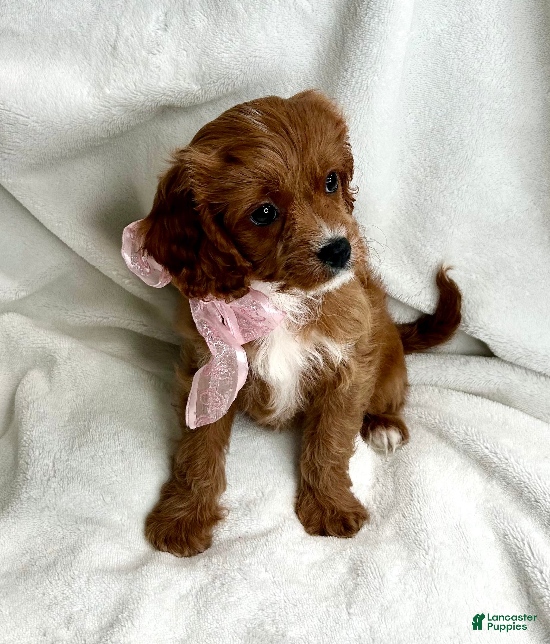 Cavapoo dogs SADIE 💗 - Ad 2