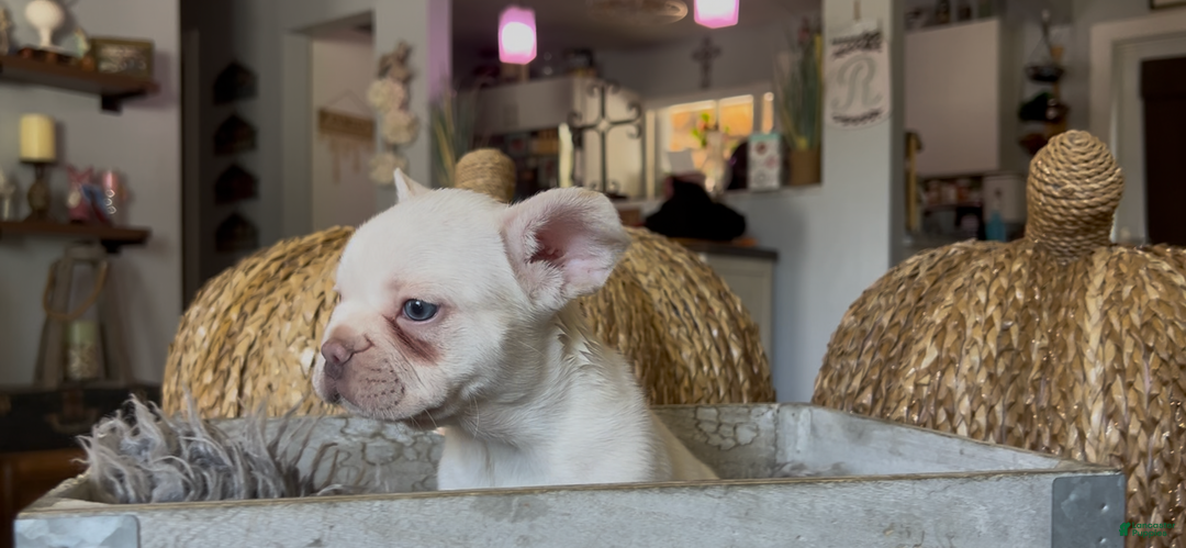 French Bulldog dogs for sale: Freddie - Ad 7