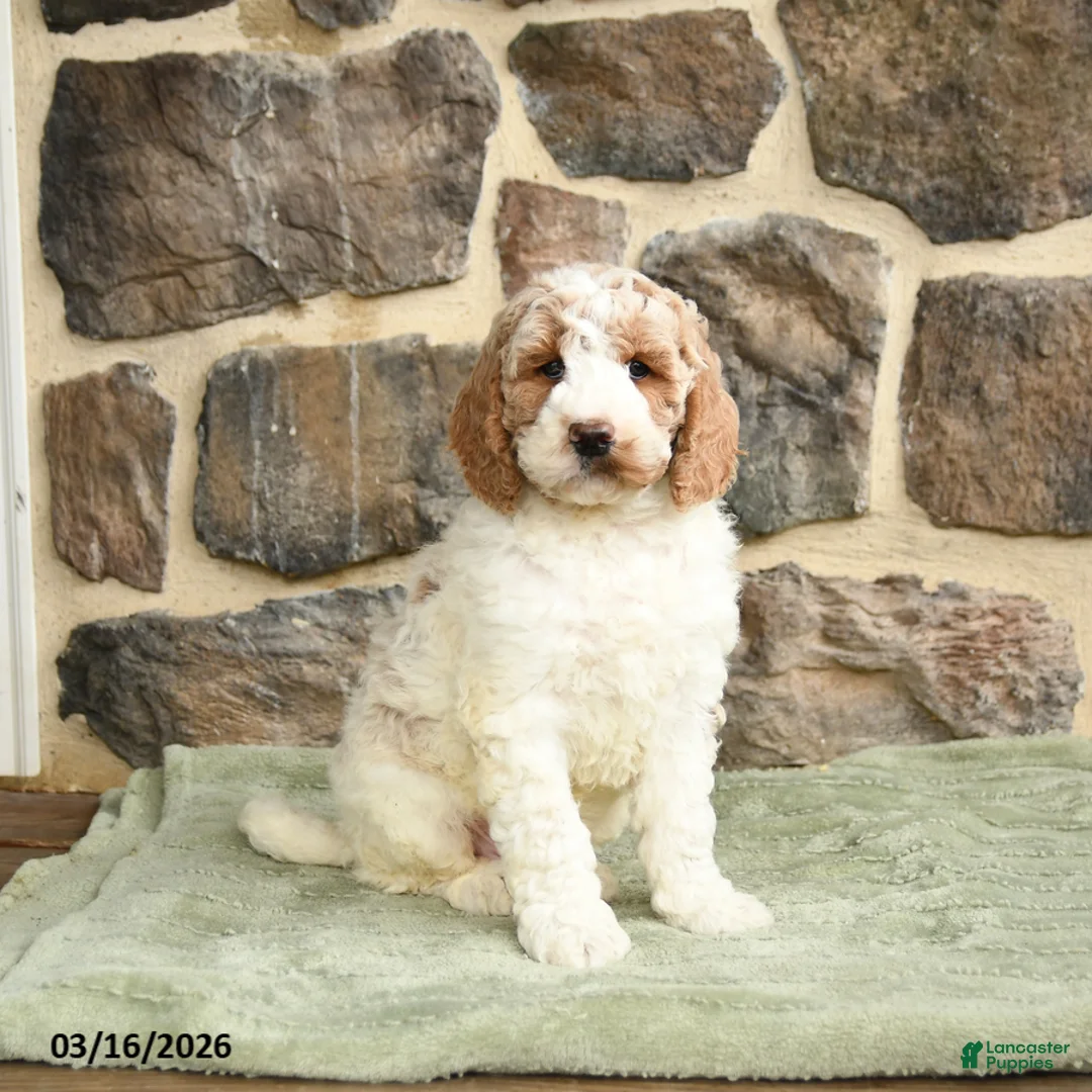 Goldendoodle dogs for sale: JR - Ad 1