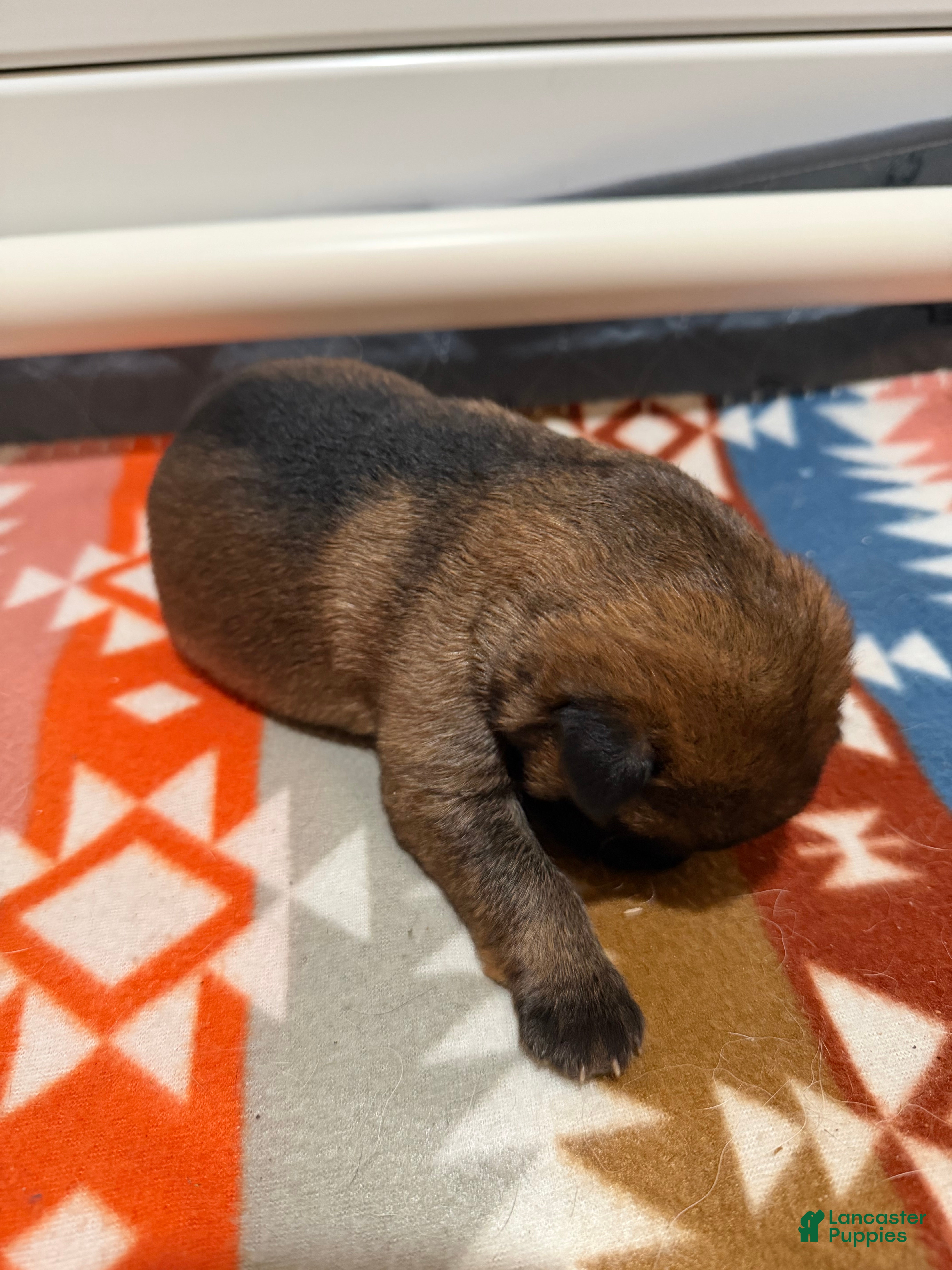 German Shepherd dogs Jackie  - Ad 2