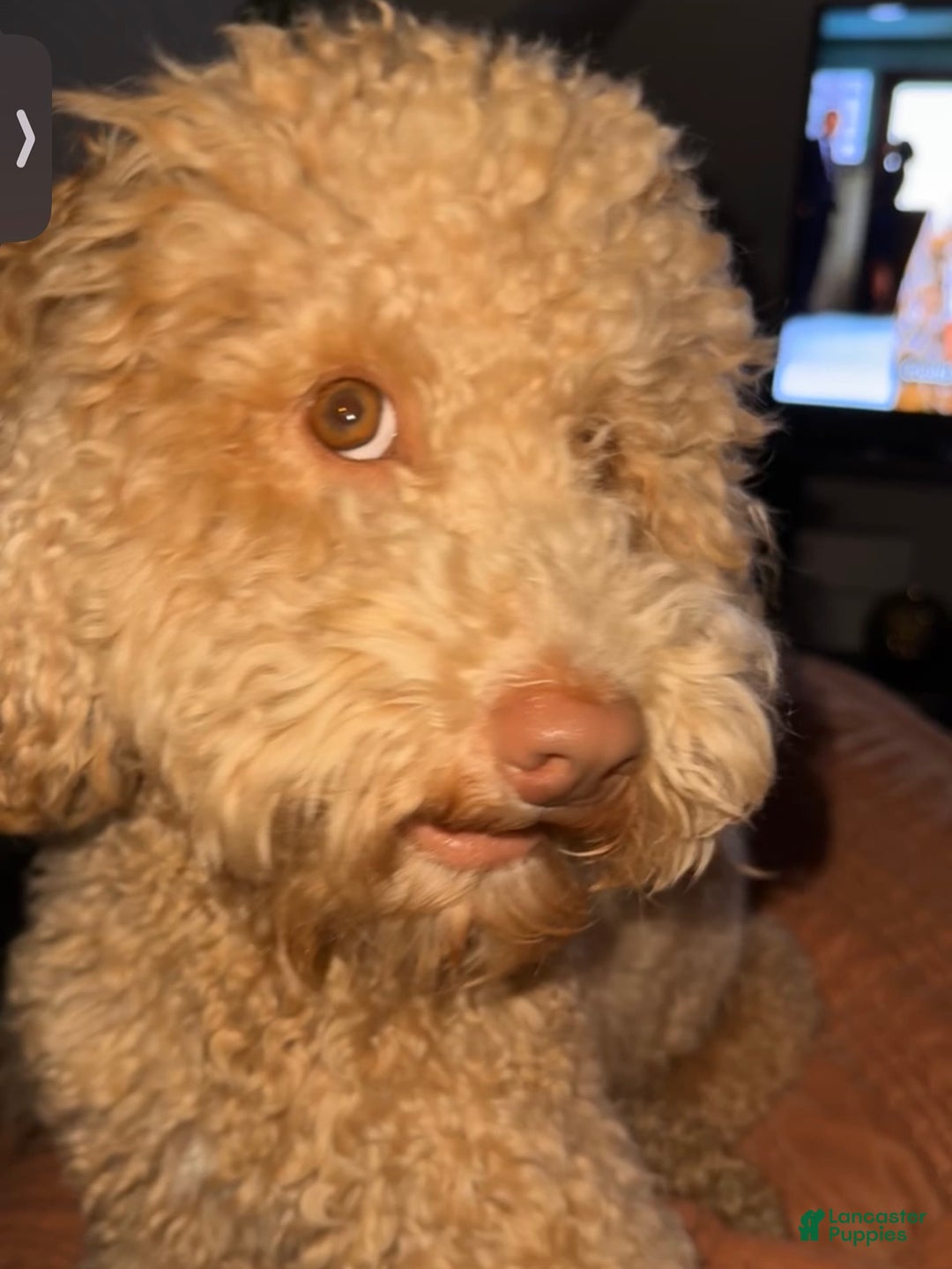 Mini Goldendoodle dogs for stud: Stud Service  - Ad 5