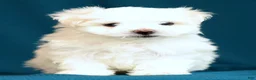 Maltese dogs for sale: Alex - Ad 4